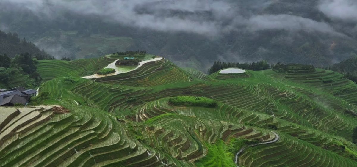 Longji Rice Terraces contour lines wrapping a ridge in Longsheng, with cloud filling the valley behind