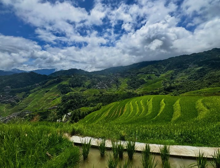A flooded paddy with young rice shoots in the foreground of the Longji Rice Terraces under blue sky and cloud