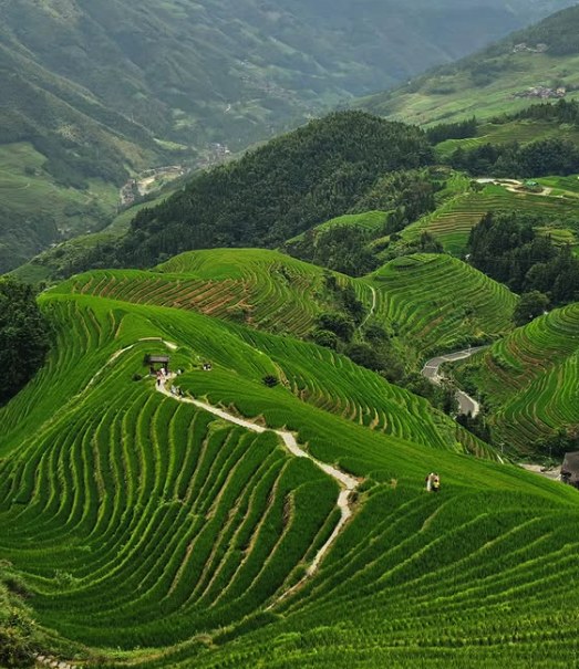 A footpath crossing a green ridge of Longji Rice Terraces with a shelter at the top and forested hills behind