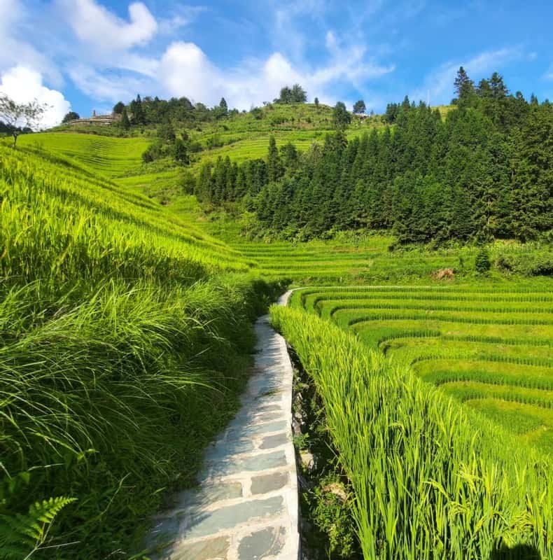 Longji Rice Terraces Full-Day Private Tour from Guilin