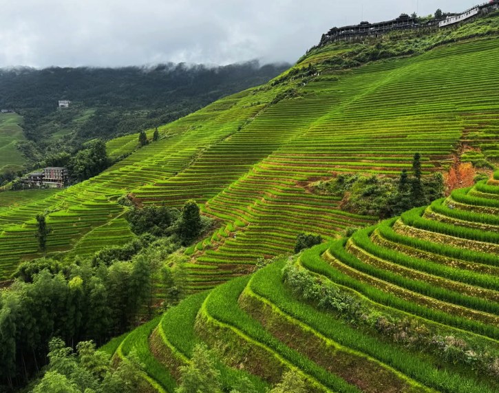 The Longji Rice Terraces Harvest: Timing the Gold