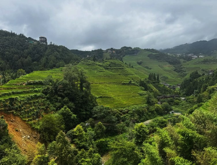 The Longji Rice Terraces in grey weather, with a road switchbacking below the paddies and forest on the ridges